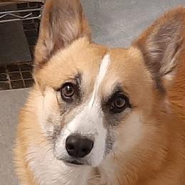 Bear - Pembroke Welsh Corgi