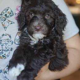 Justice - Chocolate female Australian Labradoodle puppy in Dawson, Georgia from Still Pond Australian Labradoodles