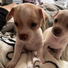 Chihuahua Puppies from Pittsburgh Paw Prints