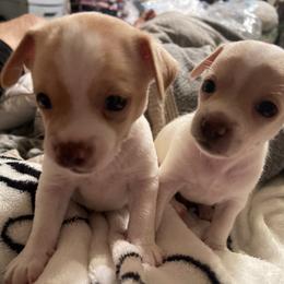 Chihuahua Puppies from Pittsburgh Paw Prints