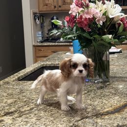 Purple - Blenheim female Cavalier King Charles Spaniel puppy in Honeyville, Utah from Mike and Brandice Brown Performance Animals