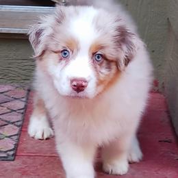 Australian Shepherd Puppies from Rockhill Australian Shepherds