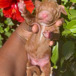 Luxe - Apricot male Poodle puppy in Corona, California from Garden Of Poodles