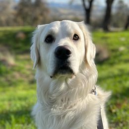 Golden Retrievers from Brownfield’s English Cream Golden Retrievers