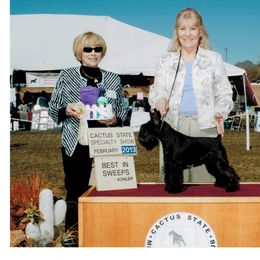 Miniature Schnauzer All Grown Up from Bizzy Acres Miniature Schnauzers