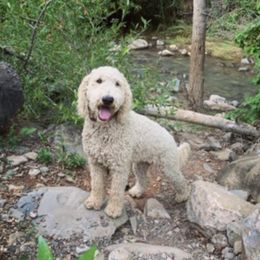 Bernedoodles, Cavapoos, Goldendoodles, and Schnoodles from Doodle Kin