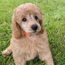 Poodles from Morningstar Poodles