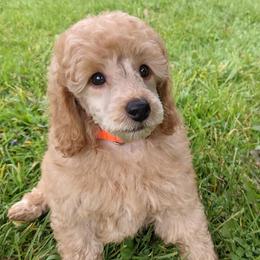 Poodles from Morningstar Poodles