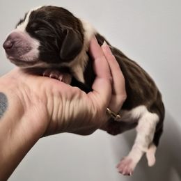 Claus - White and chestnut male Bracco Italiano puppy in Silver Summit, Utah from Snow Peak Kennel