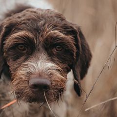 German Wirehaired Pointers from Bonniedale Upland Hunters