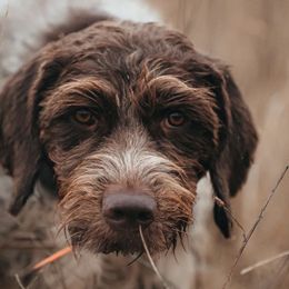 German Wirehaired Pointers from Bonniedale Upland Hunters