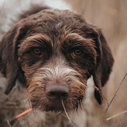 German Wirehaired Pointers from Bonniedale Upland Hunters