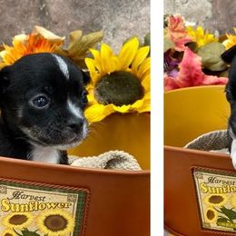 Chihuahuas from Kayla's Chihuahuas