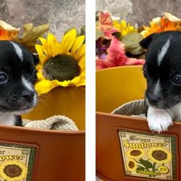 Chihuahuas from Kayla's Chihuahuas
