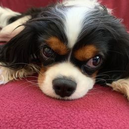 Cavalier King Charles Spaniels from King Cavalier Cuties