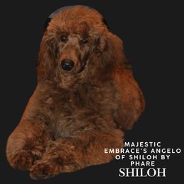 Shilo - Poodle