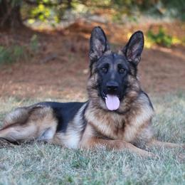 Prada - German Shepherd