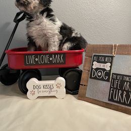 Aussiedoodle Puppies from Double K Farms