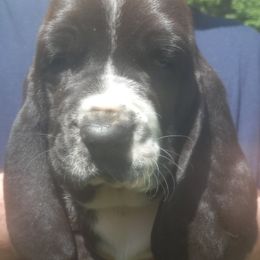 Basset Hound Puppies from Stacey Claar