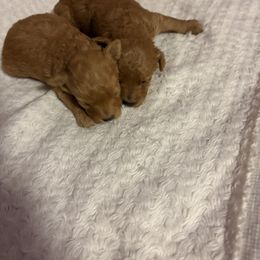 Pekingese and Poodle Puppies from Dogs lovers