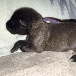 Purple Collar - Mahogany female Belgian Malinois puppy in Trenton, Georgia from Laeknir K9