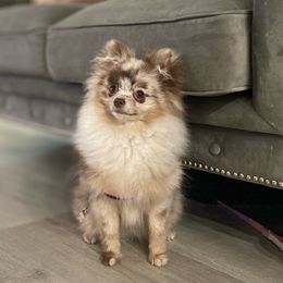 Khalessi - Pomeranian