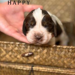 Happy - Liver and white female English Springer Spaniel puppy in Brownsville, Texas from South Texas Springers