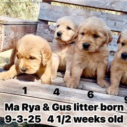 Golden Retriever puppies from Sabrina's Golden Retrievers