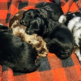 Aussiedoodle and Labrador Retriever Puppies from Stone Shoe Ranch Aussiedoodles