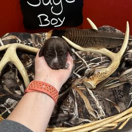 German Shorthaired Pointer Puppies from Ellis kennels