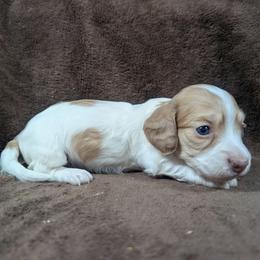 AKC Ee Cream Piebald Girl 1 - Cream female Dachshund puppy in Choctaw, Oklahoma from TS Performance Horses & Dachshunds