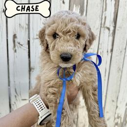 Chase - Cream male Goldendoodle puppy in Snowflake, Arizona from Arizona Darling Doodles
