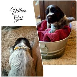 Aspen - Brown and gray female Wirehaired Pointing Griffon puppy in California from Rocking S Griffons