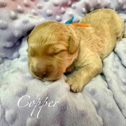 Copper - Red  male Goldendoodle puppy in Boise, Idaho from Goldendoodle Baby