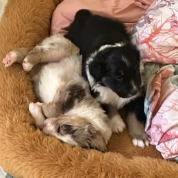 Australian Shepherd Puppies from M3 Sassafrass Ranch