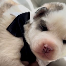 Ink - Black tan and white male Siberian Husky puppy in Atlanta, Georgia from Lobban Huskies