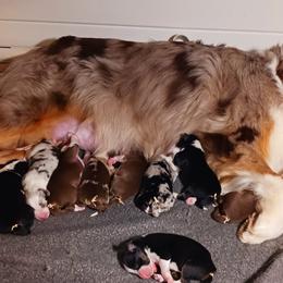 Australian Shepherd Puppies from Rockhill Australian Shepherds