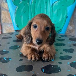 Red female - Red female Dachshund puppy in Hawley, Texas from Foxy’s Dachshunds & Toy Aussies