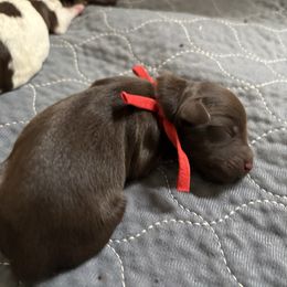 Mintie - Brown female Cavapoo puppy in Eagle Mountain, Utah from Liberty Farms Puppies