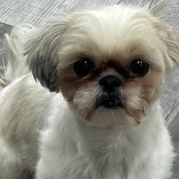 Elsoise (Weezie) - Shih Tzu