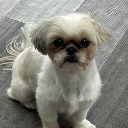 Elsoise (Weezie) - Shih Tzu