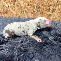 Snowflake - Red merle male Border Collie puppy in Dunnellon, Florida from A&S Border Collies
