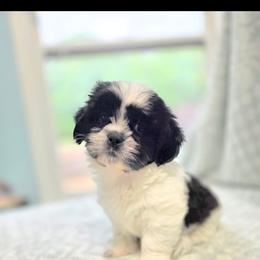 Jack - Black and white male Shichon puppy in Ronda, North Carolina from Willow River
