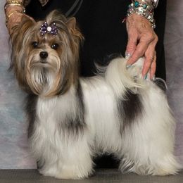 Flash - Biewer Terrier