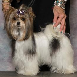 Flash - Biewer Terrier