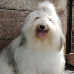 Rocky - Coton de Tulear