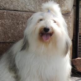 Rocky - Coton de Tulear
