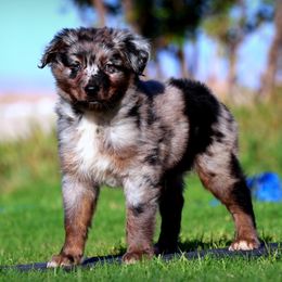 Thames - Blue merle male Australian Shepherd puppy in Pima, Arizona from Lazy D Ranch Australian Shepherds
