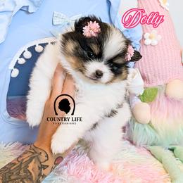 Dolly - Black and tan parti female Pomeranian puppy in Idaho Falls, Idaho from Country Life Pomeranians