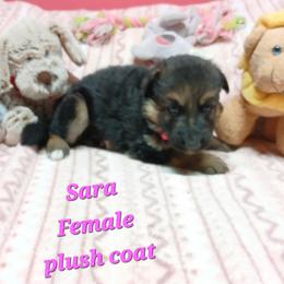 Sarah Pink Collar - Black and red female German Shepherd puppy in Bedias, Texas from TiPi S Ranch's German Shepherds